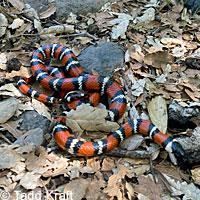 San Diego Mountain Kingsnake   