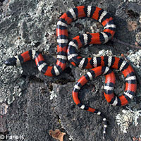 St. Helena Mountain Kingsnake