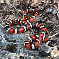 St. Helena Mountain Kingsnake