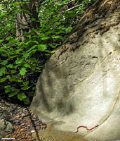 Coast Mountain Kingsnake