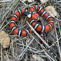 Coast Mountain Kingsnake