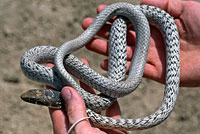 Baja California Coachwhip