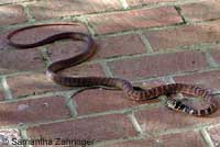 A Red Coachwhip eating a San Diego Alligator Lizard. © Samantha Zahringer.  Samantha Zahringer watched this coachwhip eat the lizard by her back door. Her kids saw the snake attack the lizard. It raised its head and neck off the ground, swayed for a moment, then struck quickly. Two other lizards nearby froze while the snake swallowed its meal, then they ran away quickly.  