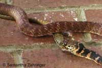 A Red Coachwhip eating a San Diego Alligator Lizard. © Samantha Zahringer.  Samantha Zahringer watched this coachwhip eat the lizard by her back door. Her kids saw the snake attack the lizard. It raised its head and neck off the ground, swayed for a moment, then struck quickly. Two other lizards nearby froze while the snake swallowed its meal, then they ran away quickly.  