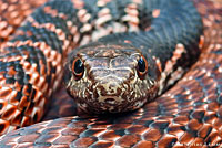 Red Coachwhip