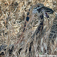 Red Red Coachwhip