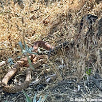 Red Red Coachwhip