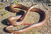 San Joaquin Coachwhip