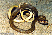 San Joaquin Coachwhip