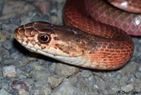 San Joaquin Coachwhip