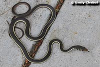 California Striped Racer