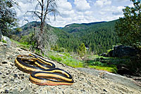 California Striped Racer