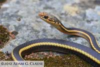 California Striped Racer