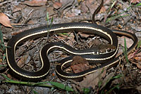 California Striped Racer