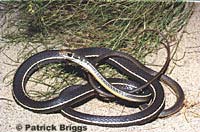 California Striped Racer