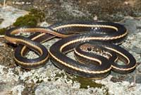 California Striped Racer