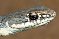 California Striped Racer