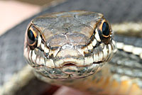 California Striped Racer