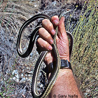 Desert Striped Whipsnake