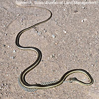 Desert Striped Whipsnake