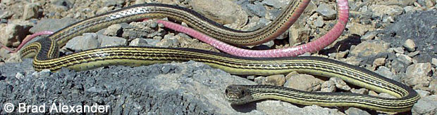 Desert Striped Whipsnake