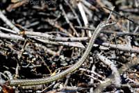 Desert Striped Whipsnake