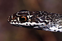 Desert Striped Whipsnake