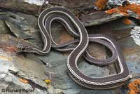 Desert Striped Whipsnake