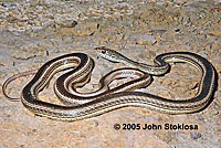 Desert Striped Whipsnake