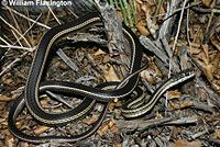 Desert Striped Whipsnake