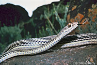 Desert Striped Whipsnake