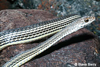 Desert Striped Whipsnake