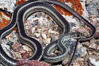 Desert Striped Whipsnake