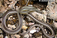 Desert Striped Whipsnake