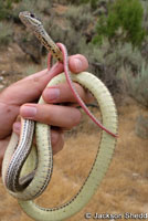 Desert Striped Whipsnake