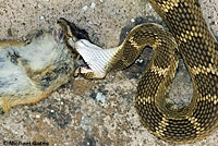 northern pacific rattlesnake