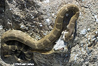 northern pacific rattlesnake