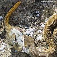 northern pacific rattlesnake