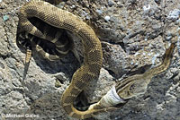 northern pacific rattlesnake