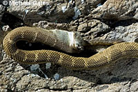 northern pacific rattlesnake