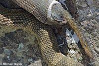 northern pacific rattlesnake