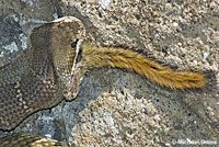 northern pacific rattlesnake