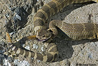 northern pacific rattlesnake