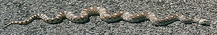 Sonoran Gopher Snake
