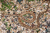 Sonoran Gopher Snake