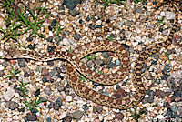 Sonoran Gophersnake