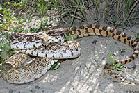 Sonoran Gophersnake