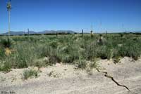 Sonoran Gophersnake