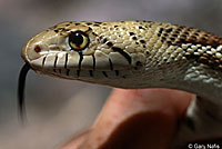 Sonoran Gophersnake