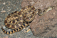 Sonoran Gophersnake